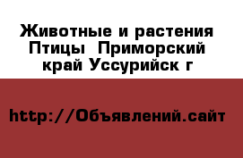 Животные и растения Птицы. Приморский край,Уссурийск г.